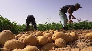 L'or rouge de l'Alg&eacute;rie : Pomme de terre de Oued Souf - 3