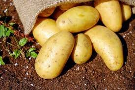 L'or rouge de l'Alg&eacute;rie : Pomme de terre de Oued Souf - 4